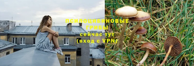 Псилоцибиновые грибы Cubensis Бирск